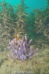 A beautiful sponge in a very silty harbour by Daniel Poloha 